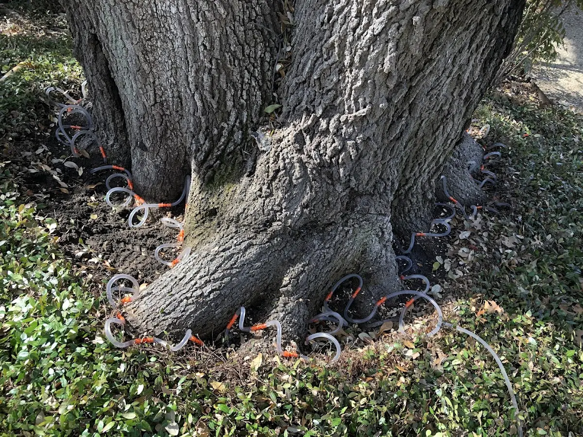 Detailed Tree Cabling and Bracing job site in Frisco City
