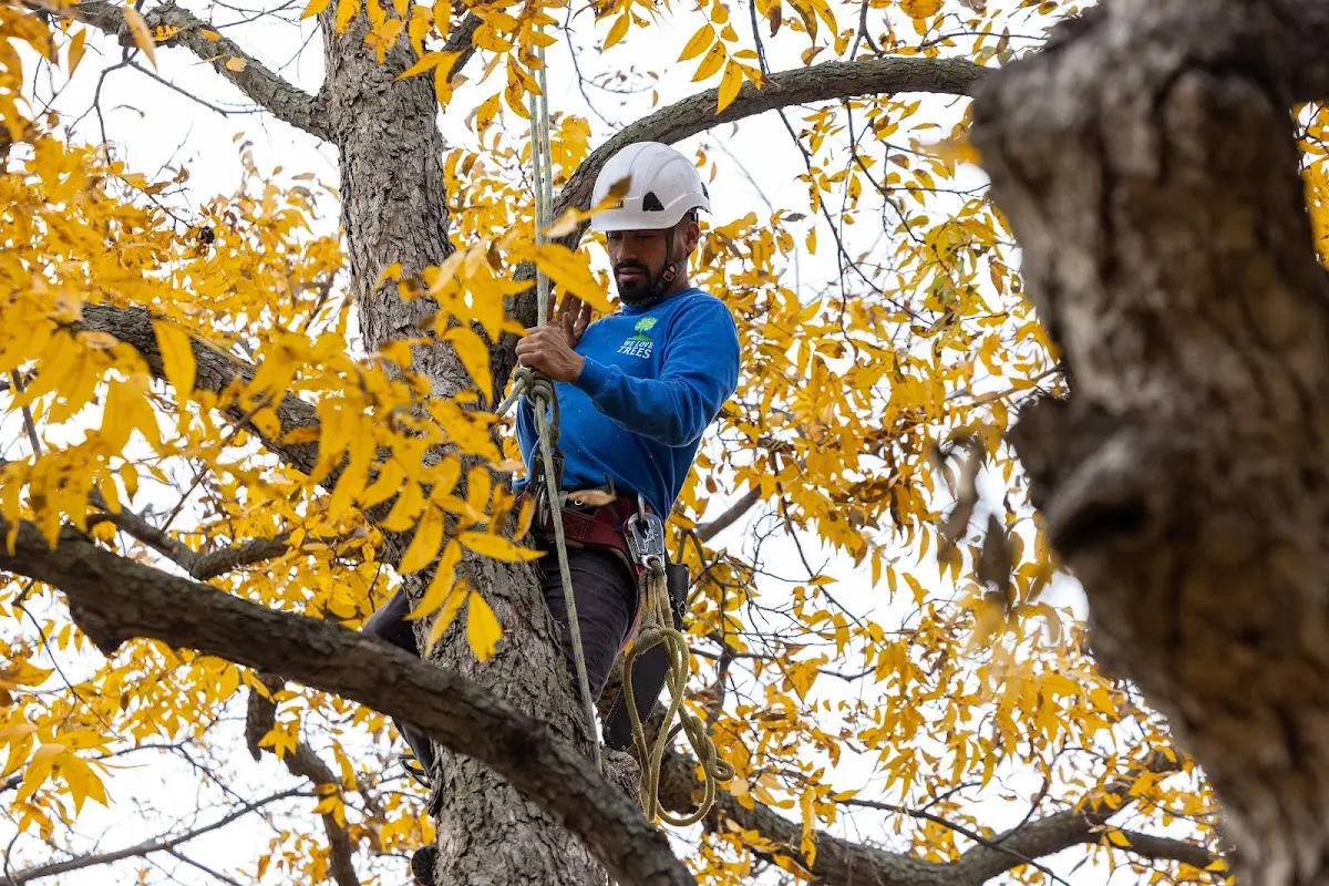 Skilled Tree Pruning crew working in Frisco City