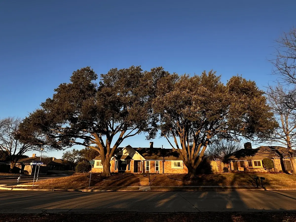 Established residential canopy tree shading a home in Frisco City